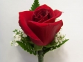 rose_bout